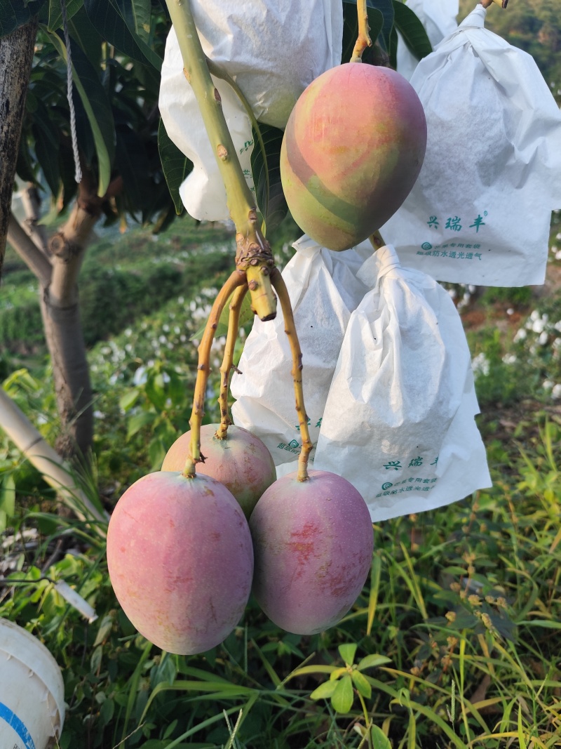 云南丽江华坪芒果