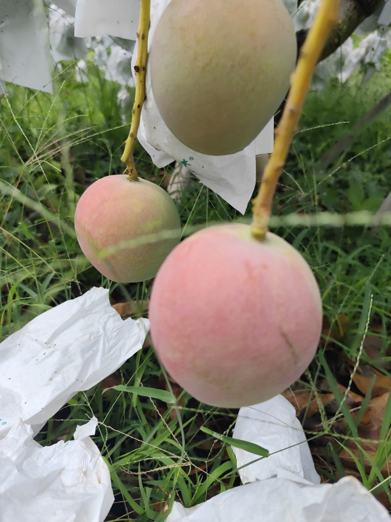 云南丽江华坪芒果