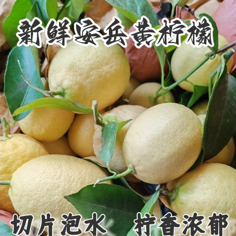 正宗安岳柠檬果农直发皮薄汁水多茶叶果