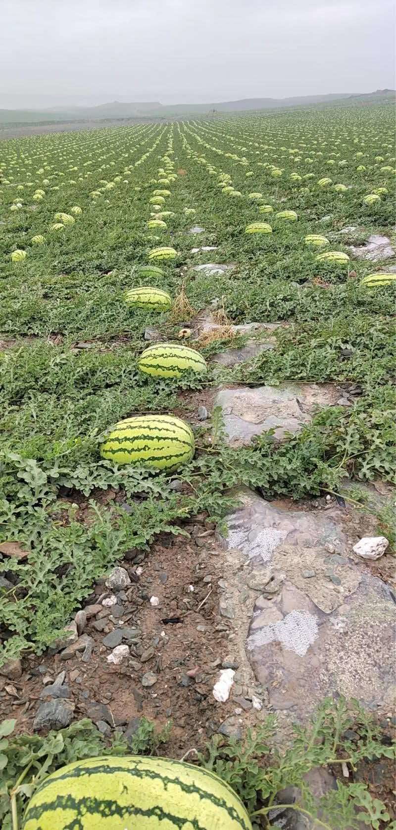 【正宗】石头瓜，硒砂瓜，质量完全可靠，专业维护客户权益