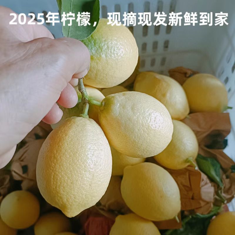 正宗安岳柠檬果农直发皮薄汁水多茶叶果