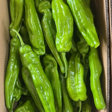 青辣椒，芜湖椒