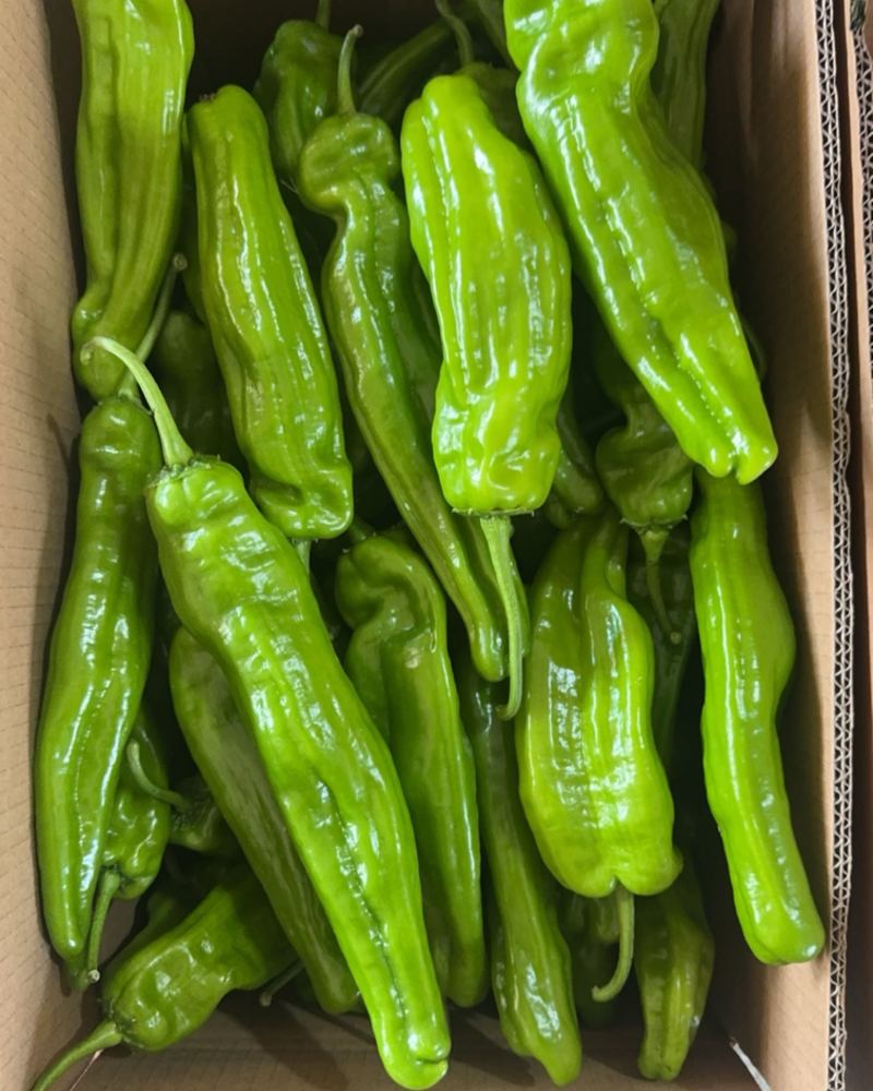 青辣椒，芜湖椒