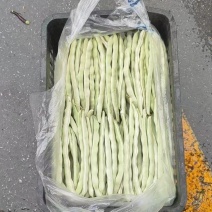 甘肃白不老芸豆，大量有货，价格优惠，产地直销