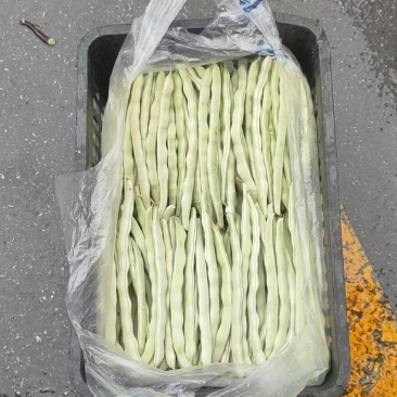 甘肃白不老芸豆，大量有货，价格优惠，产地直销