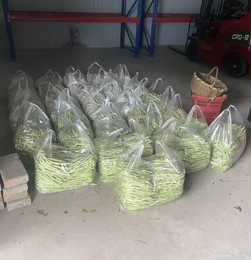 甘肃白不老芸豆，大量有货，价格优惠，产地直销