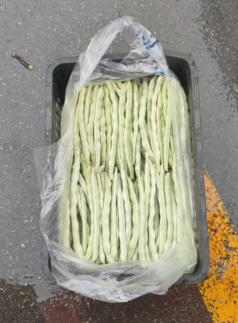 甘肃白不老芸豆，大量有货，价格优惠，产地直销