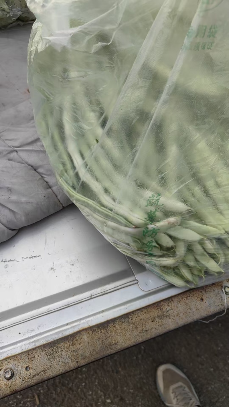 甘肃白不老芸豆，大量有货，价格优惠，产地直销