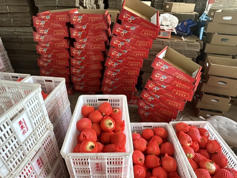 会理软籽石榴，头部大供应链仓发货，头部主播跑量款