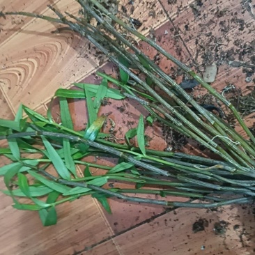 小黄草