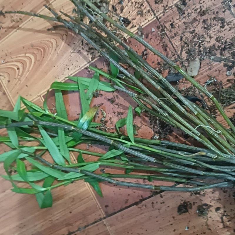 小黄草