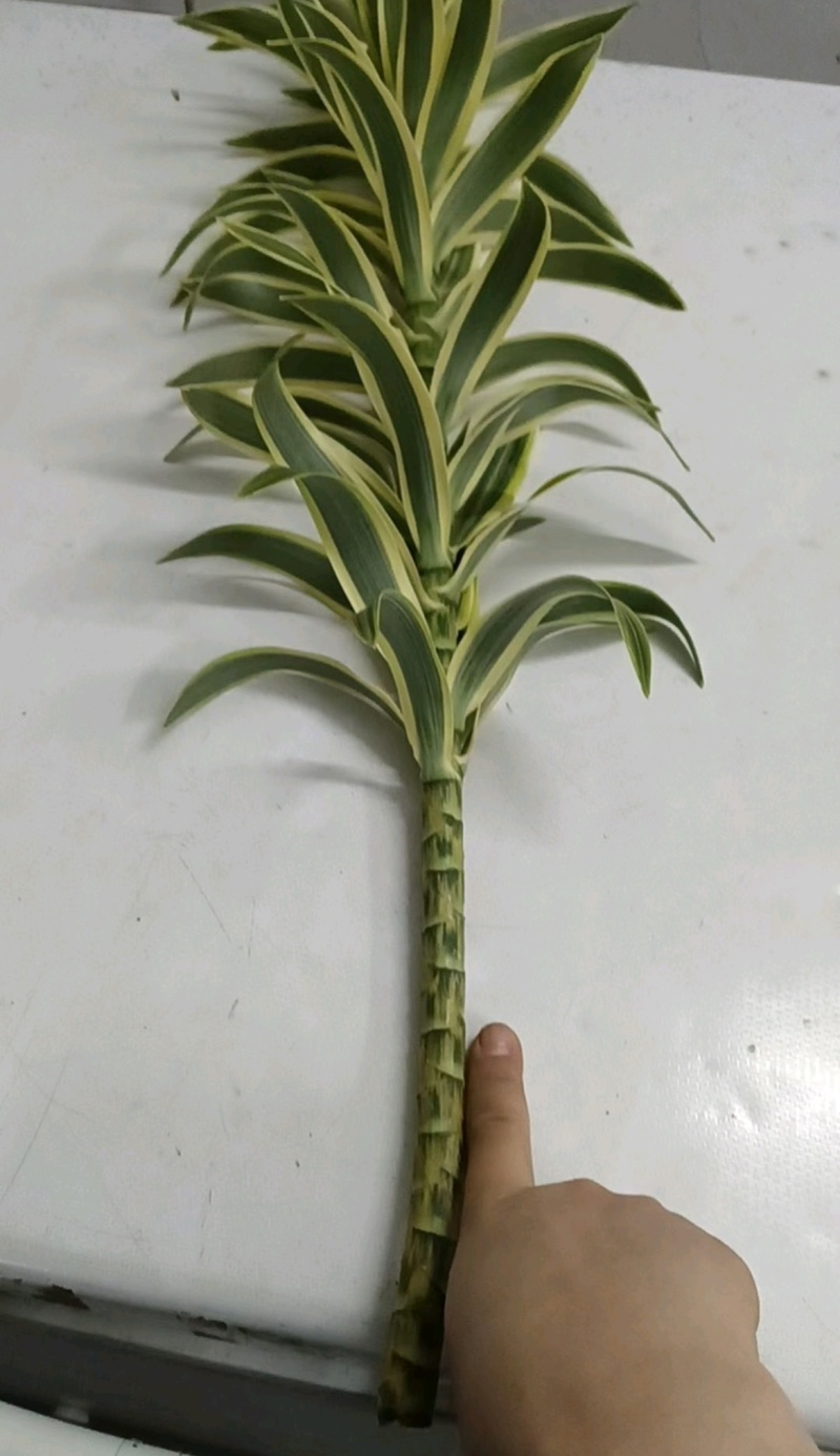 金边百合竹苗货源充足基地直发价格实惠量大从优