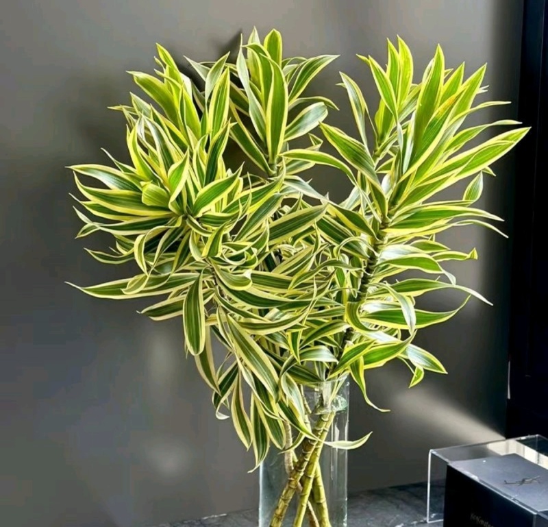 金边百合竹苗货源充足基地直发价格实惠量大从优