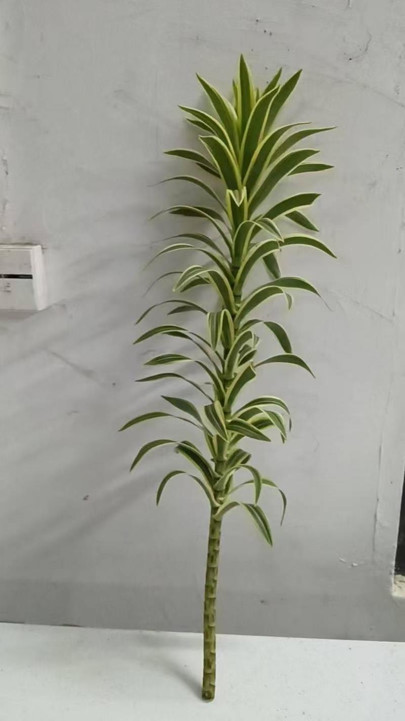 金边百合竹苗货源充足基地直发价格实惠量大从优