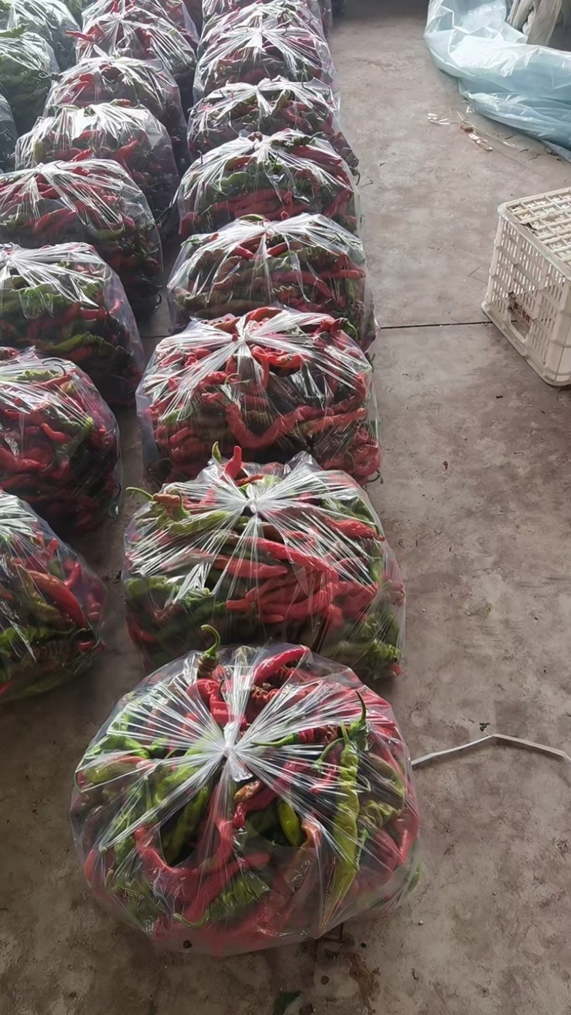 山东螺丝椒红品质保证诚信经营欢迎联系接商超市场电商