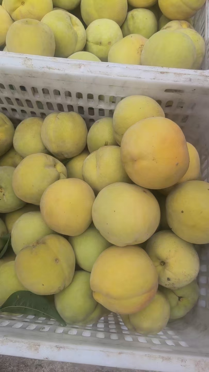 黄金冠金童七罐头桃