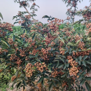 鲜花椒具体价格详谈