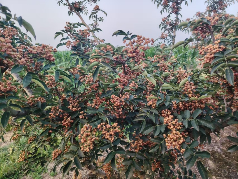 鲜花椒具体价格详谈