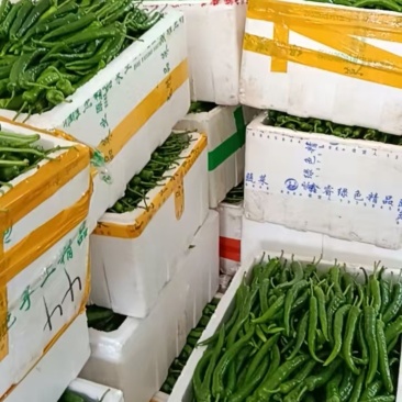 福建高山露天种植鲜辣椒，现摘产地直发！多品种任选。