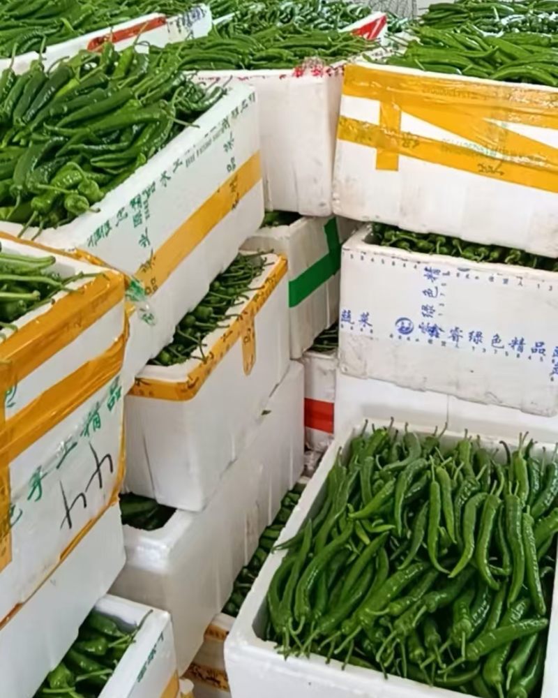 福建高山露天种植鲜辣椒，现摘产地直发！多品种任选。