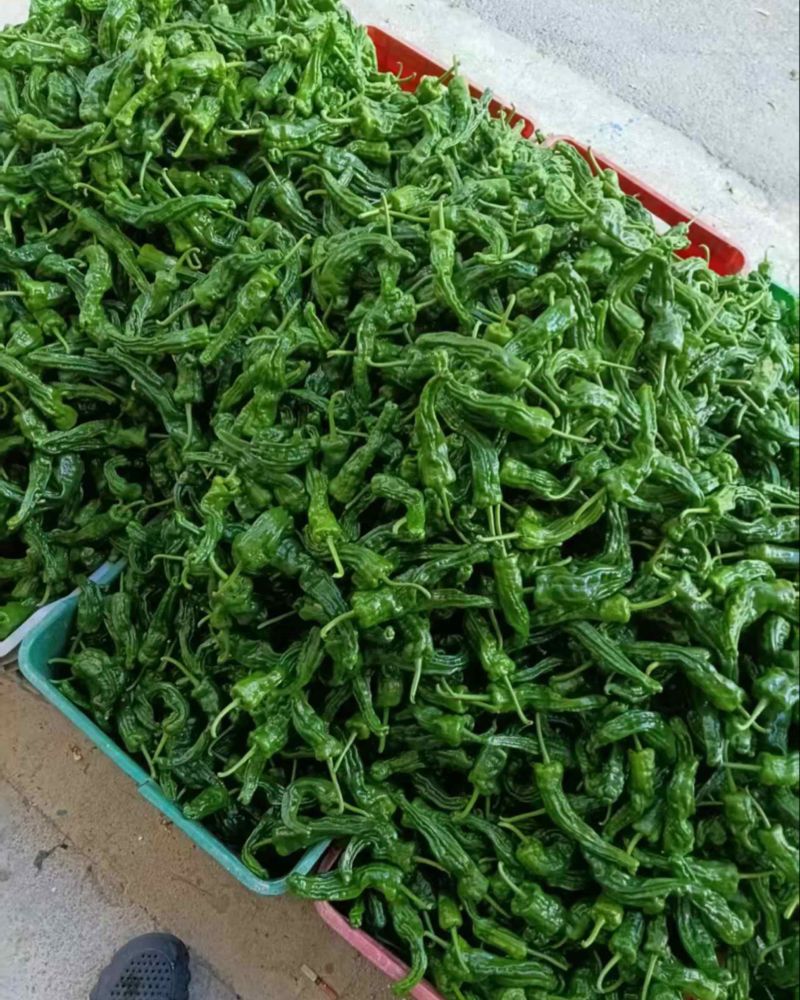 福建高山露天种植鲜辣椒，现摘产地直发！多品种任选。