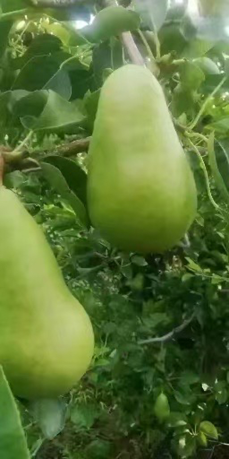 山东烟台洋梨大量供应新鲜采摘货源充足，保质保量发货