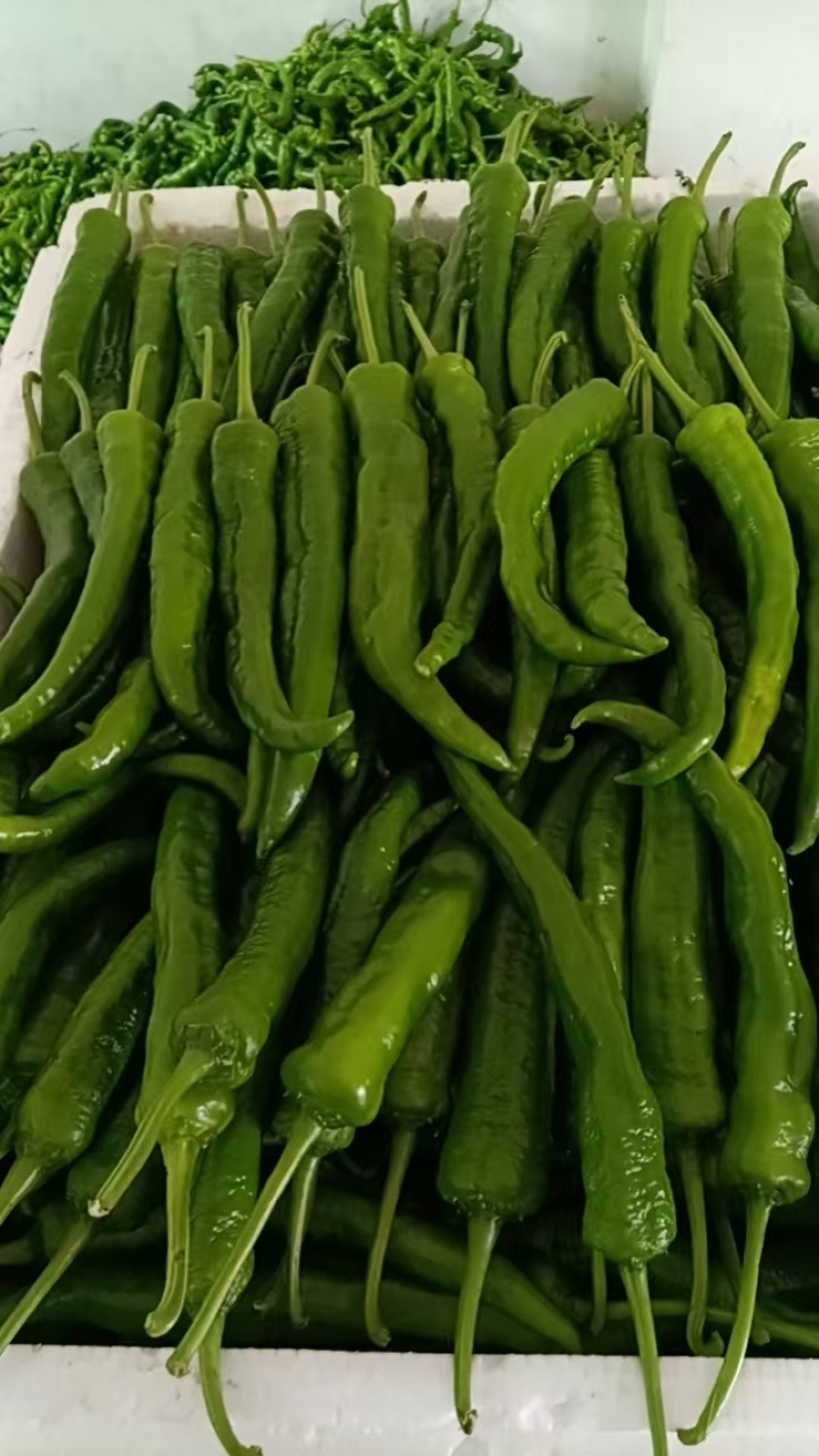 福建高山露天种植鲜辣椒，现摘产地直发！多品种任选。