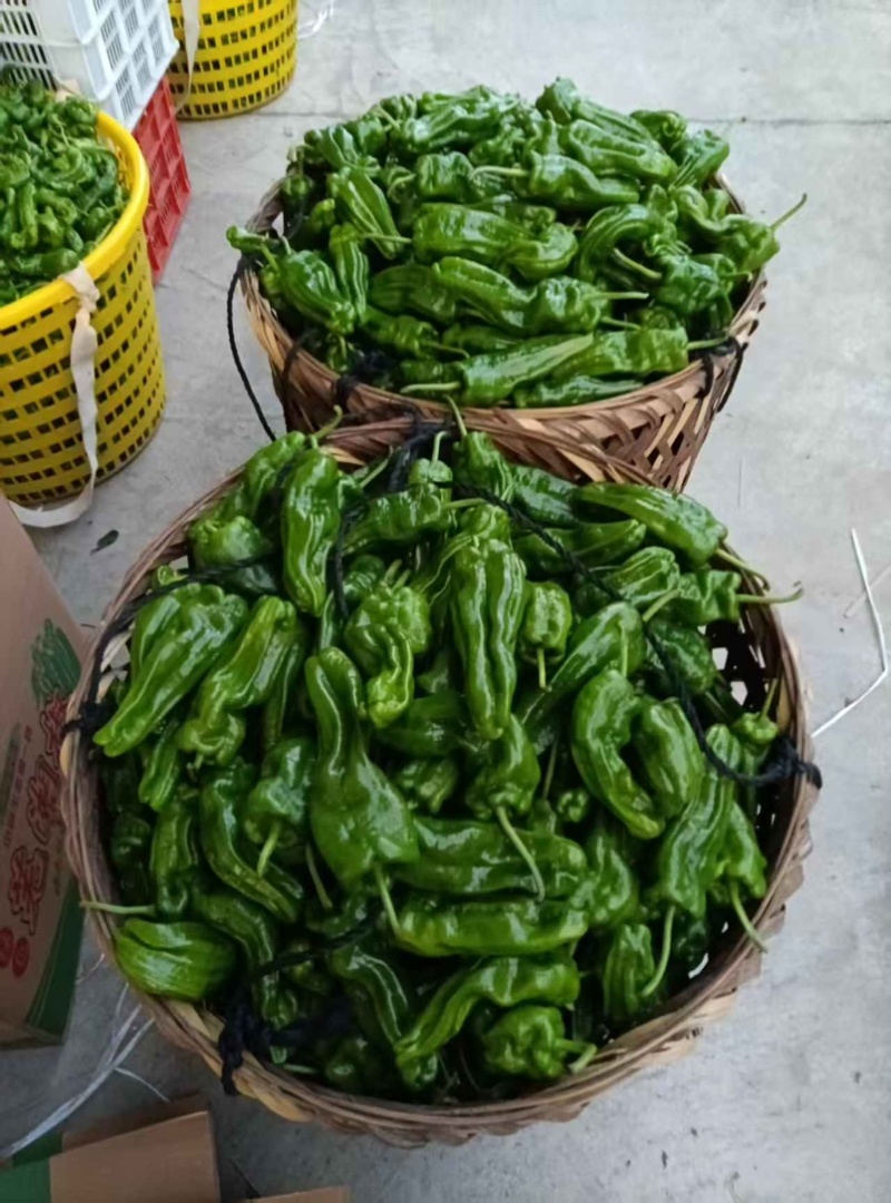 福建高山露天种植鲜辣椒，现摘产地直发！多品种任选。
