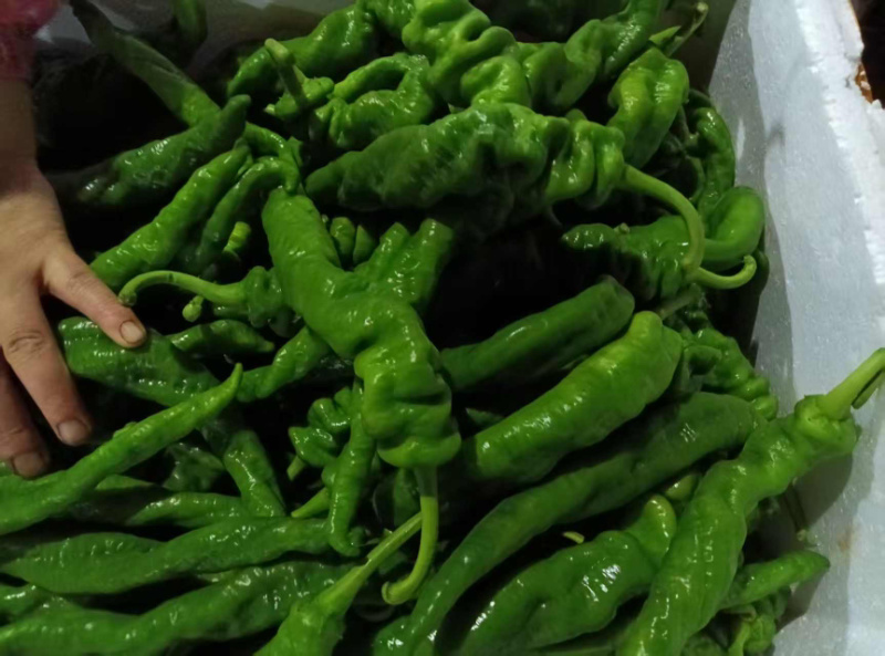 福建高山露天种植鲜辣椒，现摘产地直发！多品种任选。