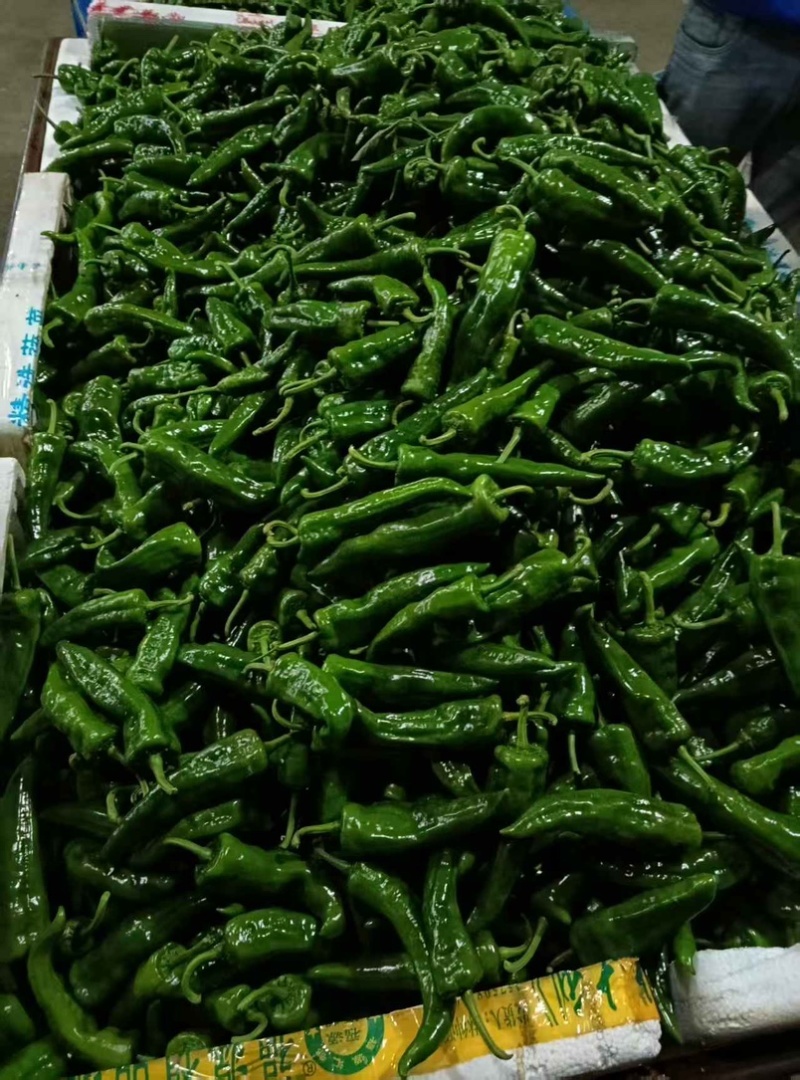 福建高山露天种植鲜辣椒，现摘产地直发！多品种任选。
