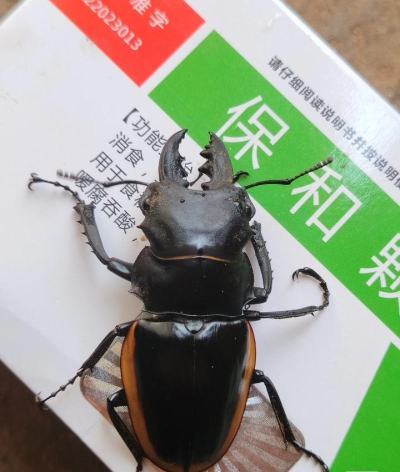 黄边鬼艳锹甲
