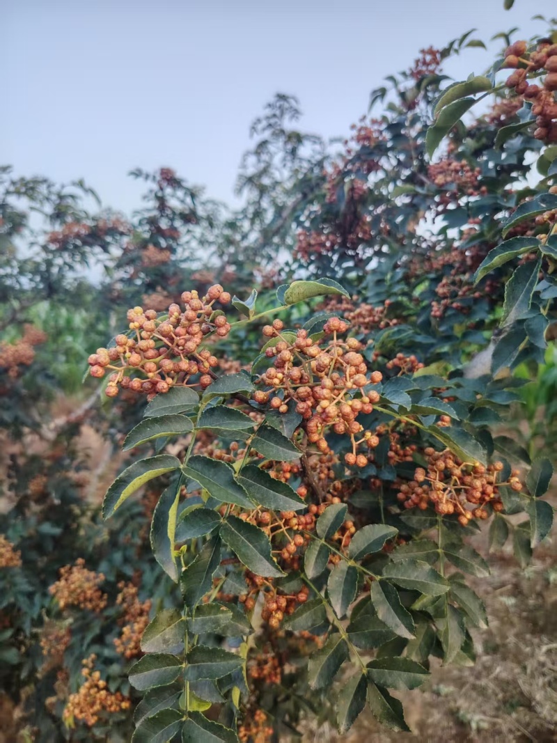 鲜花椒具体价格详谈