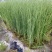 香蒲河北保定安新直发
