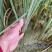 香蒲河北保定安新直发