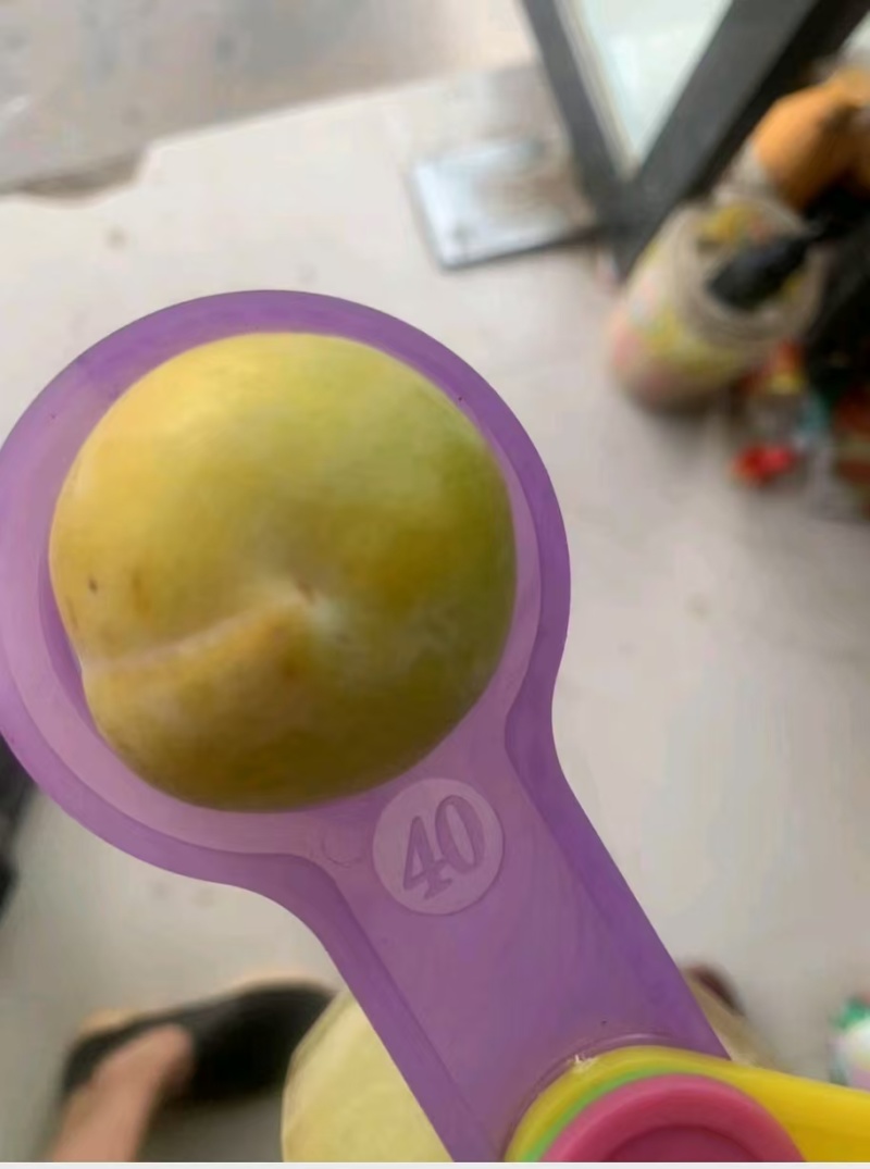 晚熟秋李子，老品种，30多年历史