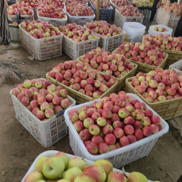 鲁丽精品果