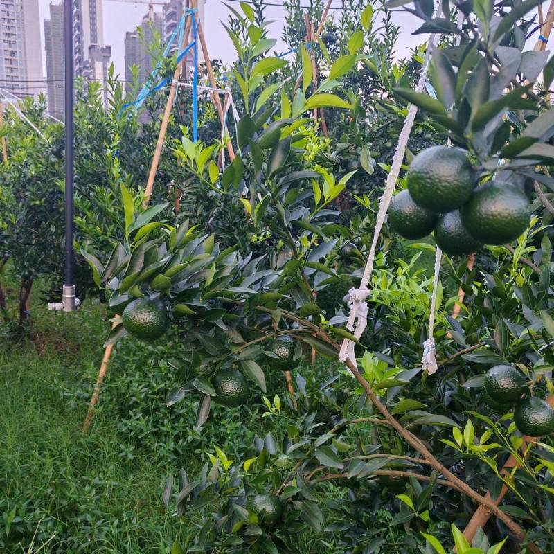 7月青柑鲜柑新会陈皮一线核心产区梅江原枝陈皮柑