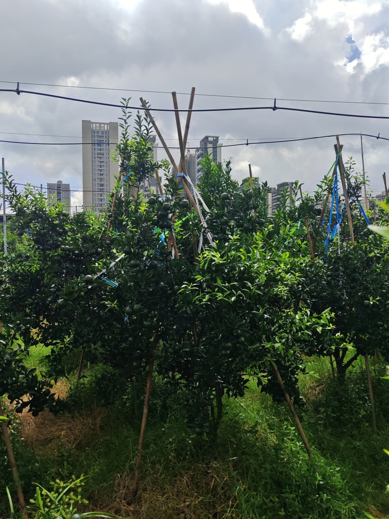 7月青柑鲜柑新会陈皮一线核心产区梅江原枝陈皮柑