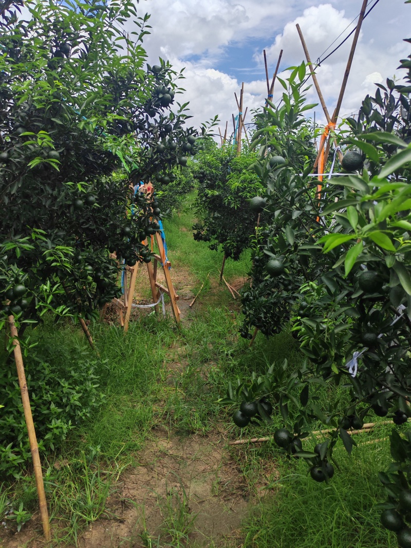 7月青柑鲜柑新会陈皮一线核心产区梅江原枝陈皮柑