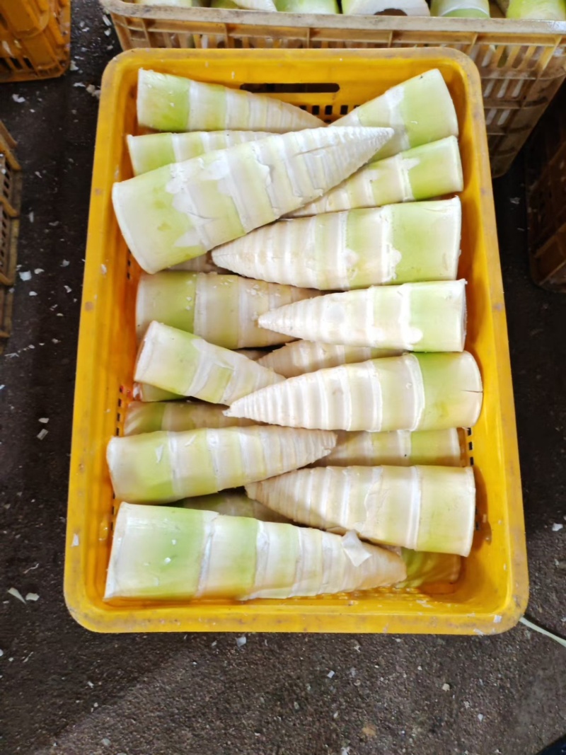 流黄麻竹笋