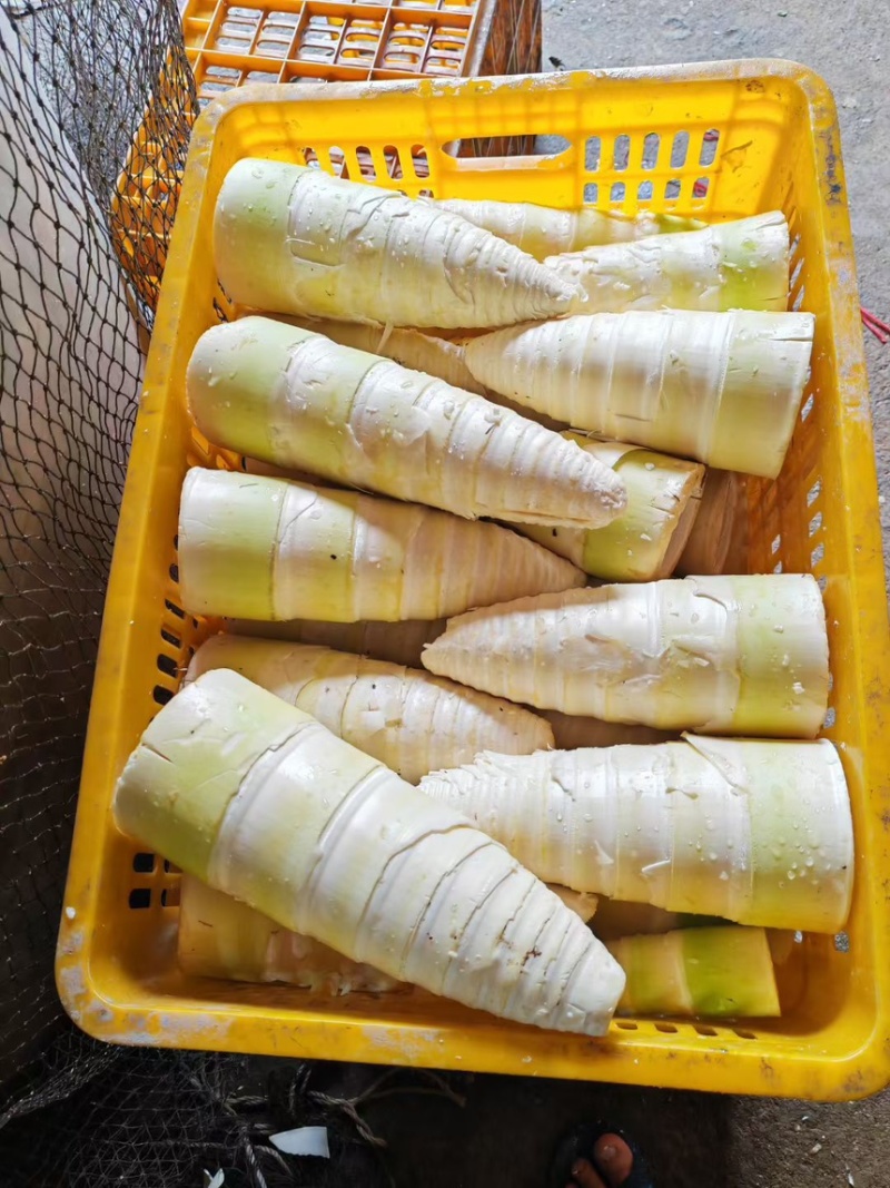 流黄麻竹笋