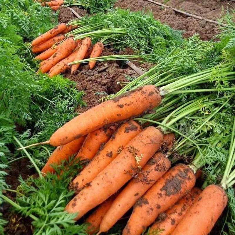春誉金笋九寸参胡萝卜种子三红肉质细嫩高产春秋蔬菜种籽