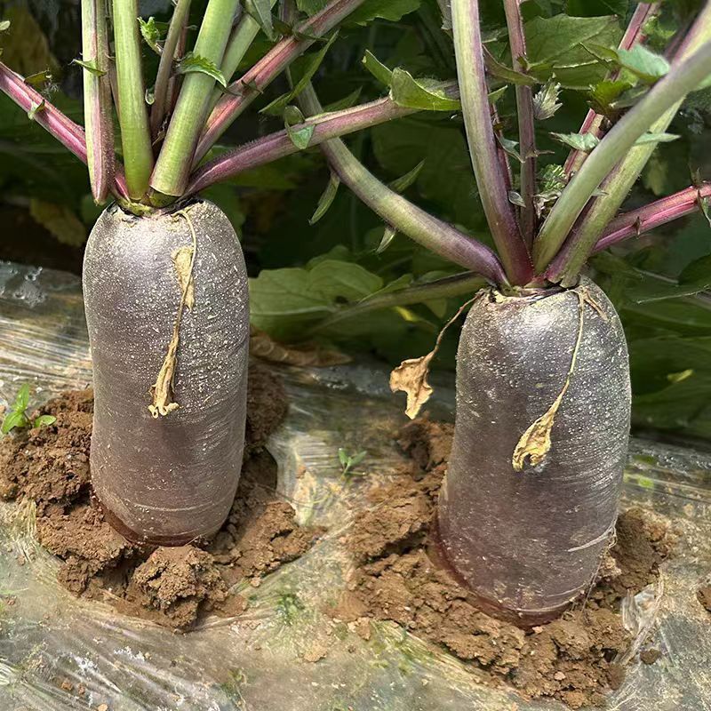 紫美冰激凌水果萝卜种子甜心甜脆型糖心紫皮萝卜春秋蔬菜种籽