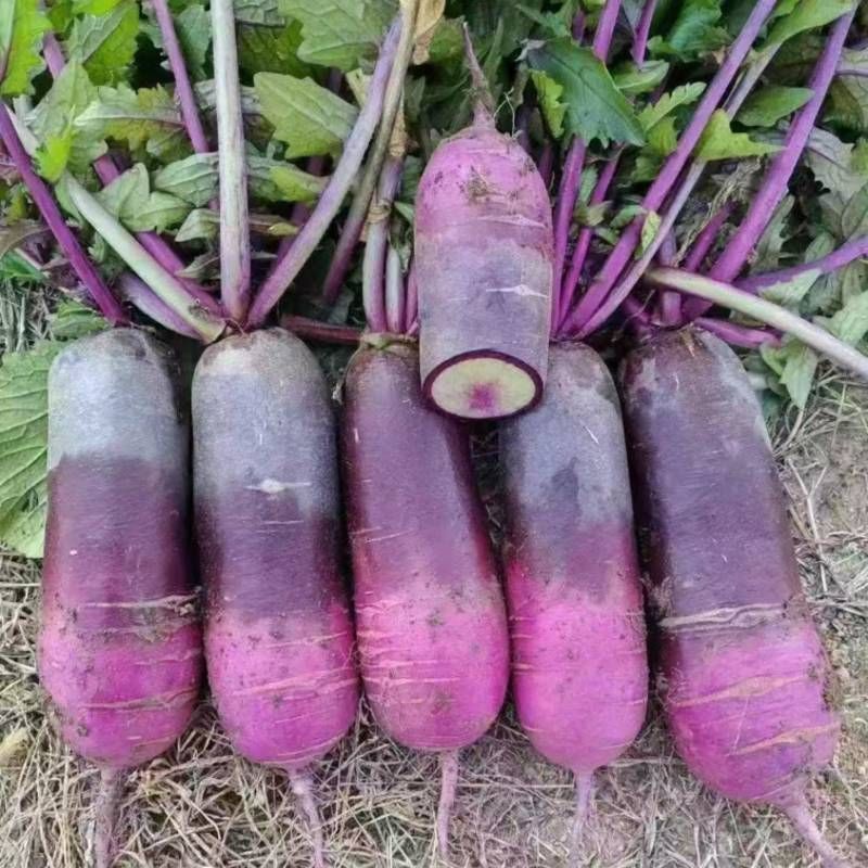紫美冰激凌水果萝卜种子甜心甜脆型糖心紫皮萝卜春秋蔬菜种籽