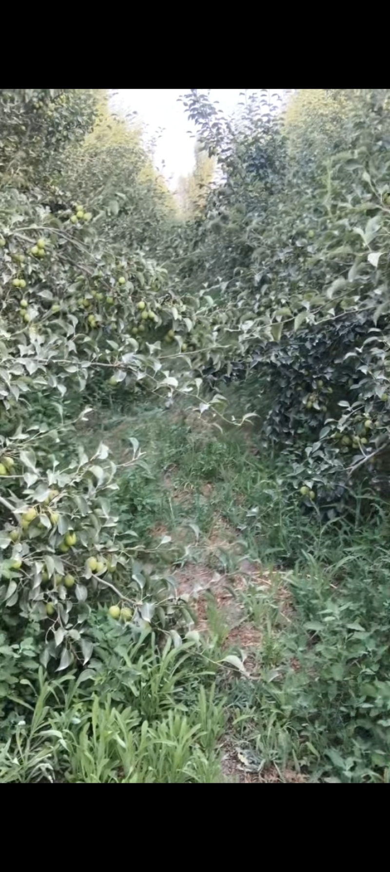 库尔勒产的香梨，有需要的可以提前预订，可私信多买多送