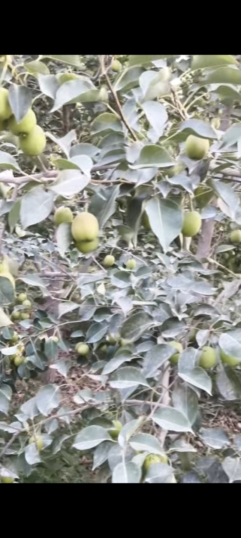 库尔勒产的香梨，有需要的可以提前预订，可私信多买多送