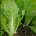 善高奶甜香快菜种子口感甜嫩早熟快菜种籽20天可采收