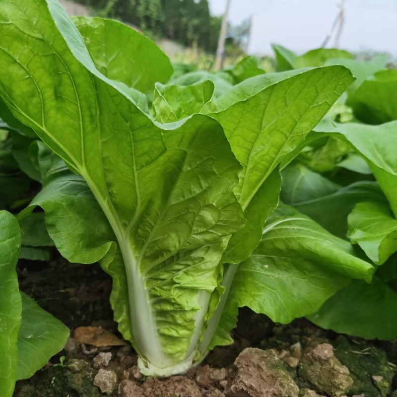 善高奶甜香快菜种子口感甜嫩早熟快菜种籽20天可采收
