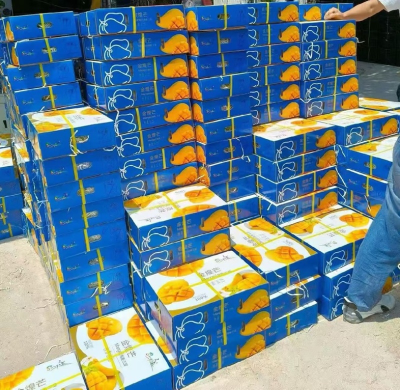海南三亚金黄芒、精品礼盒装，全国发货、一件代发