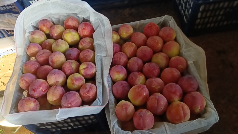 现在各个李子品种大量上市，有需要的联系